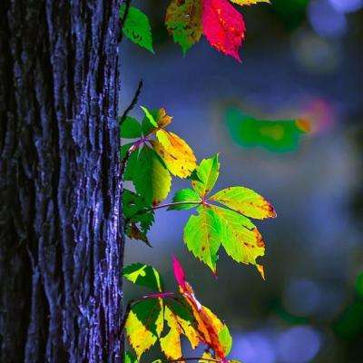 万博官网manbetx-登录入口截图